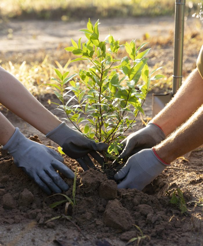 Reforestación
